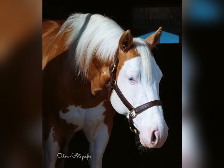American Quarter Horse Stute  148 cm in Niederwerrn