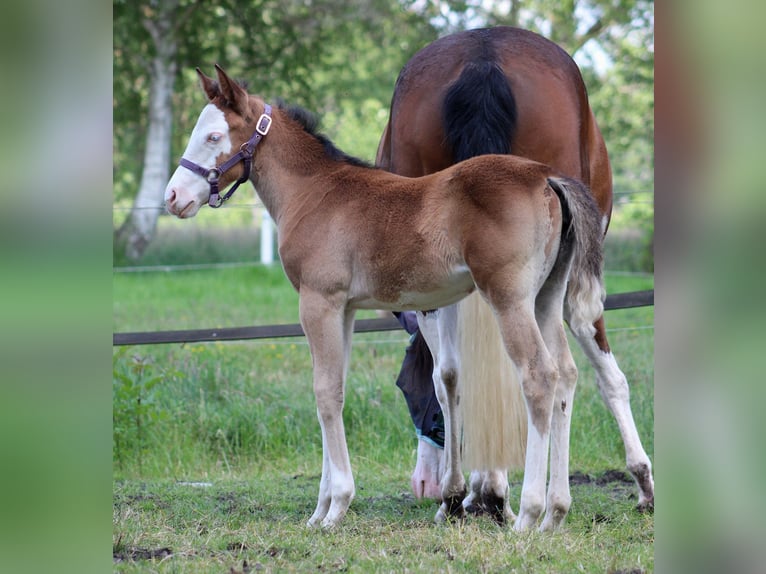 American Quarter Horse Stute Fohlen (04/2024) 149 cm Overo-alle-Farben in Stade