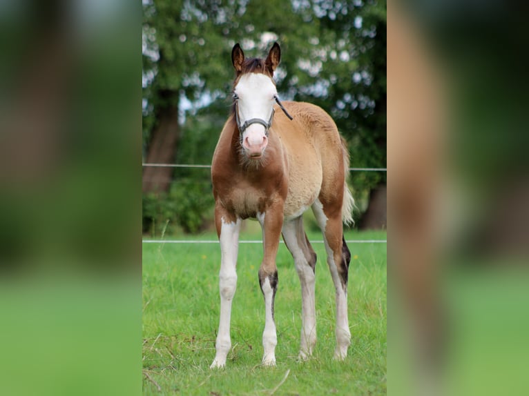 American Quarter Horse Stute Fohlen (04/2024) 149 cm Overo-alle-Farben in Stade