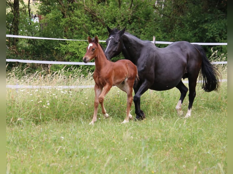 American Quarter Horse Stute Fohlen (04/2026) 150 cm Brauner in Breitenbach