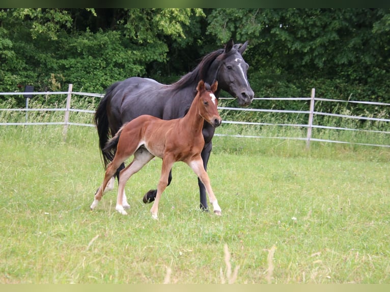 American Quarter Horse Stute Fohlen (04/2026) 150 cm Brauner in Breitenbach