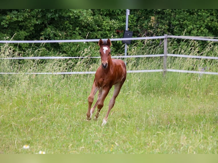 American Quarter Horse Stute Fohlen (04/2026) 150 cm Brauner in Breitenbach