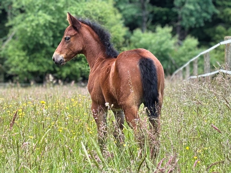 American Quarter Horse Stute Fohlen (05/2026) 150 cm Brauner in Dahlem