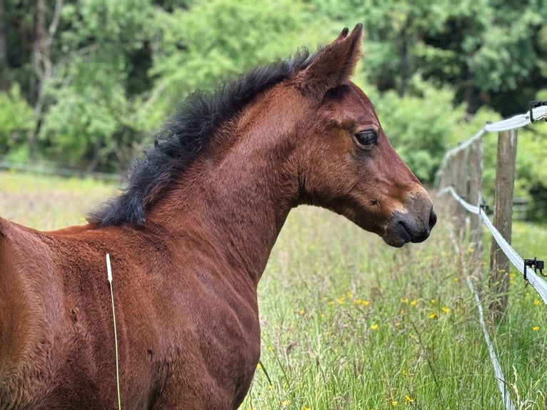 American Quarter Horse Stute Fohlen (05/2026) 150 cm Brauner in Dahlem