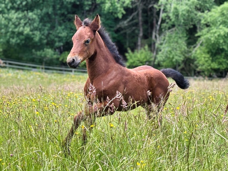 American Quarter Horse Stute Fohlen (05/2026) 150 cm Brauner in Dahlem