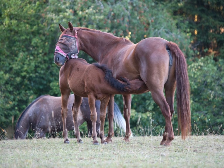 American Quarter Horse Stute Fohlen (05/2026) 150 cm Brauner in Dahlem