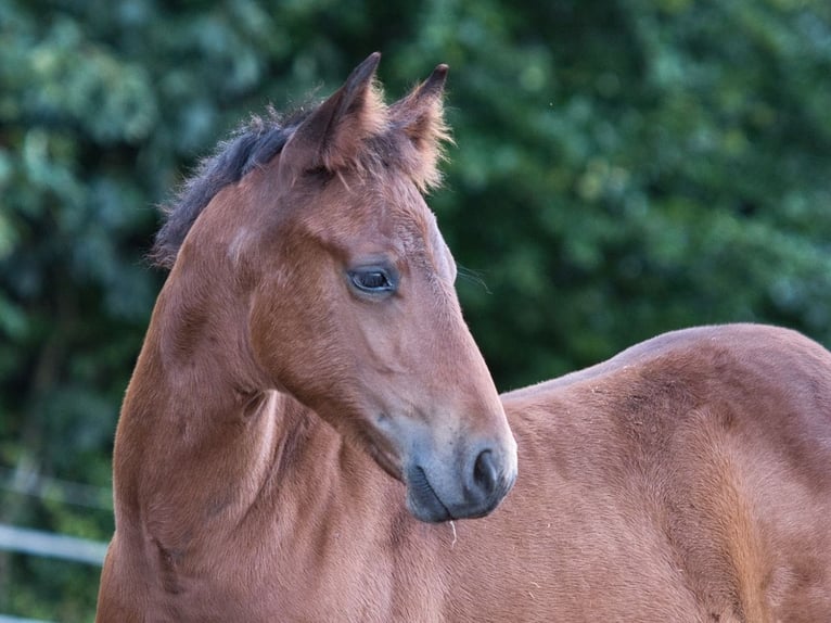 American Quarter Horse Stute Fohlen (05/2026) 150 cm Brauner in Dahlem