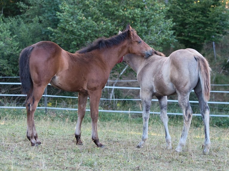 American Quarter Horse Stute Fohlen (05/2026) 150 cm Brauner in Dahlem