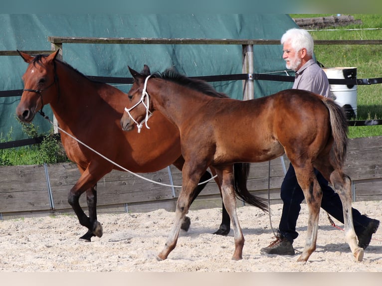 American Quarter Horse Stute Fohlen (05/2025) 150 cm Brauner in M&#xFC;glitztal