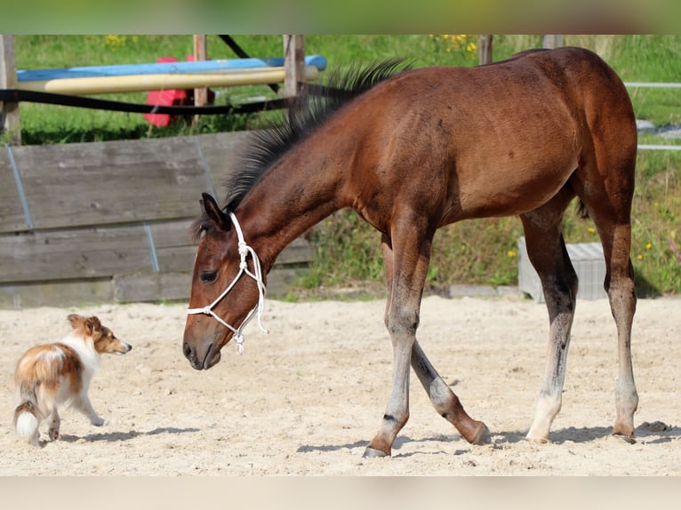 American Quarter Horse Stute Fohlen (05/2025) 150 cm Brauner in M&#xFC;glitztal