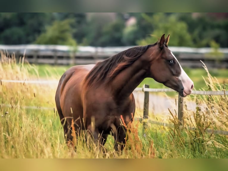 American Quarter Horse Stute Fohlen (02/2025) 150 cm Brauner in Pottenstein
