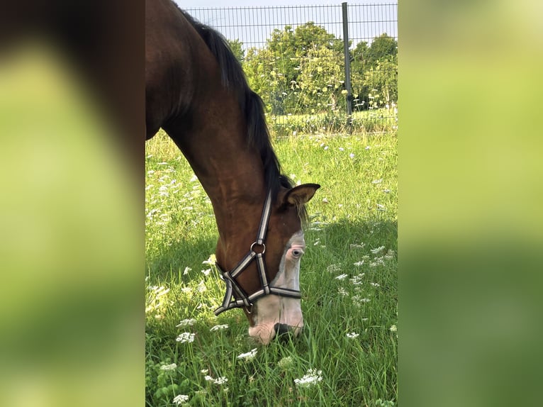 American Quarter Horse Stute Fohlen (02/2025) 150 cm Brauner in Pottenstein