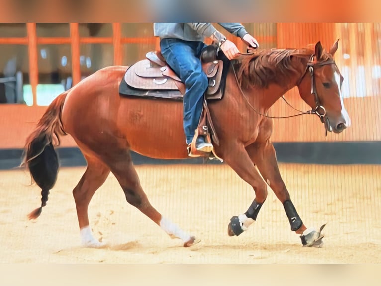 American Quarter Horse Stute Fohlen (02/2025) 150 cm Brauner in Pottenstein