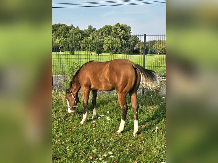 American Quarter Horse Stute Fohlen (02/2025) 150 cm Brauner in Pottenstein