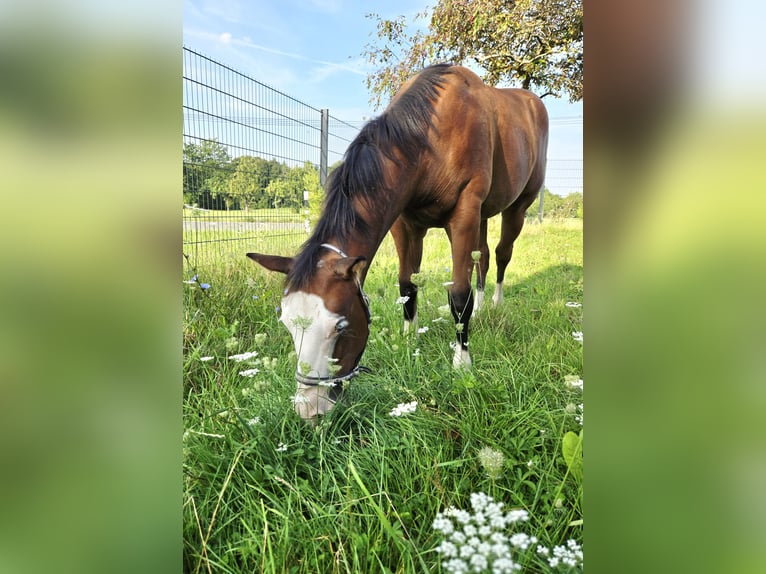 American Quarter Horse Stute Fohlen (02/2025) 150 cm Brauner in Pottenstein