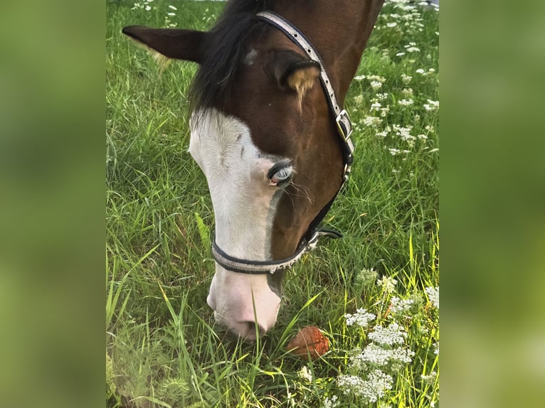 American Quarter Horse Stute Fohlen (02/2025) 150 cm Brauner in Pottenstein