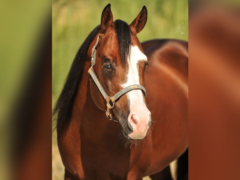 American Quarter Horse Stute Fohlen (02/2025) 150 cm Brauner in Pottenstein