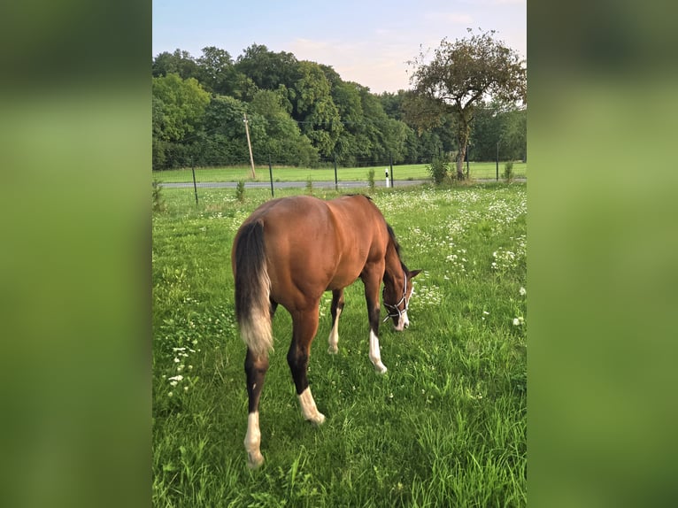 American Quarter Horse Stute Fohlen (02/2025) 150 cm Brauner in Pottenstein