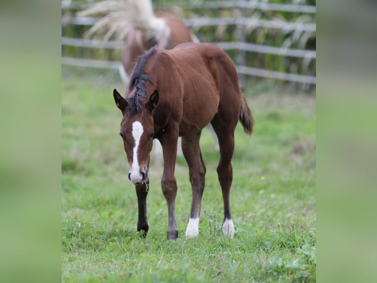 American Quarter Horse Stute Fohlen (05/2025) 150 cm Brauner in Waldshut-Tiengen