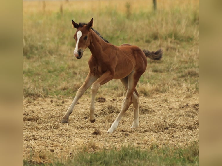 American Quarter Horse Stute Fohlen (05/2025) 150 cm Brauner in Waldshut-Tiengen