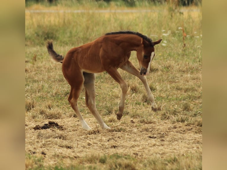 American Quarter Horse Stute Fohlen (05/2025) 150 cm Brauner in Waldshut-Tiengen