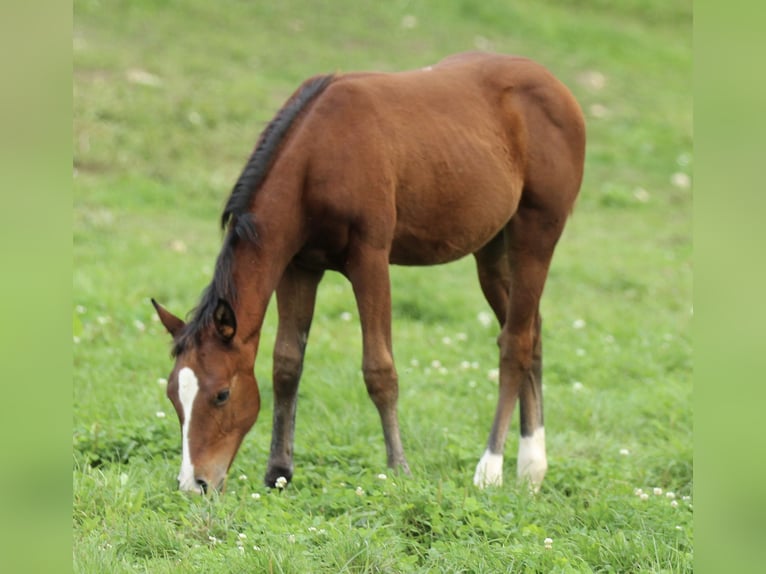 American Quarter Horse Stute Fohlen (05/2025) 150 cm Brauner in Waldshut-Tiengen