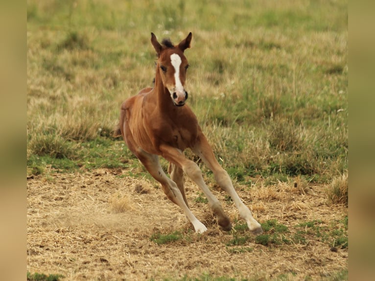 American Quarter Horse Stute Fohlen (05/2025) 150 cm Brauner in Waldshut-Tiengen