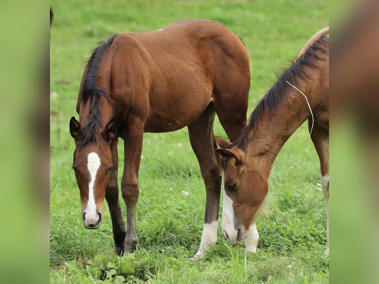 American Quarter Horse Stute Fohlen (05/2025) 150 cm Brauner in Waldshut-Tiengen