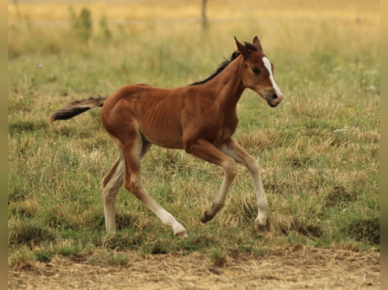American Quarter Horse Stute Fohlen (05/2025) 150 cm Brauner in Waldshut-Tiengen