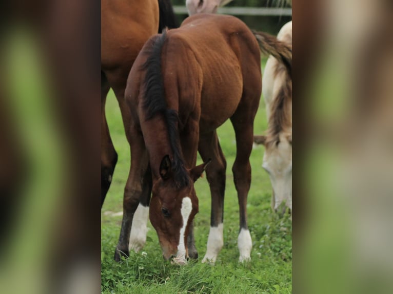 American Quarter Horse Stute Fohlen (05/2025) 150 cm Brauner in Waldshut-Tiengen