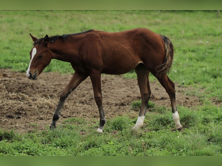 American Quarter Horse Stute Fohlen (05/2025) 150 cm Brauner in Waldshut-Tiengen
