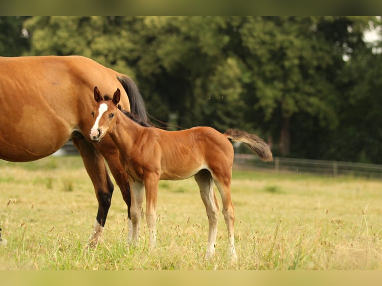 American Quarter Horse Stute Fohlen (05/2025) 150 cm Brauner in Waldshut-Tiengen