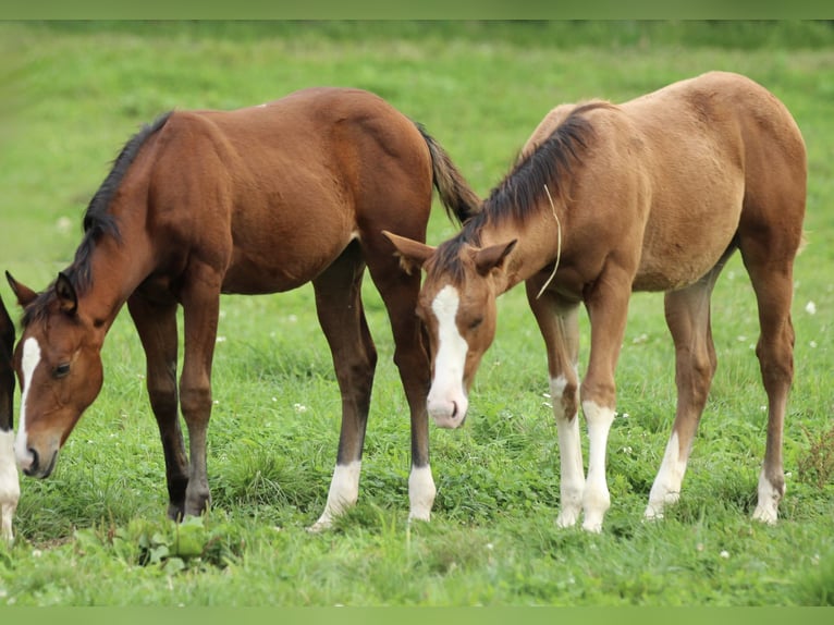 American Quarter Horse Stute Fohlen (05/2025) 150 cm Brauner in Waldshut-Tiengen