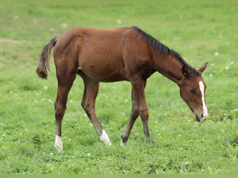 American Quarter Horse Stute Fohlen (05/2025) 150 cm Brauner in Waldshut-Tiengen