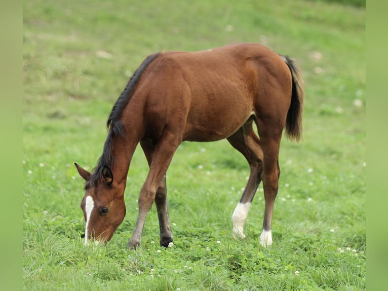 American Quarter Horse Stute Fohlen (05/2025) 150 cm Brauner in Waldshut-Tiengen