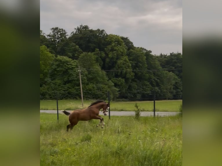 American Quarter Horse Stute  150 cm Brauner in Pottenstein