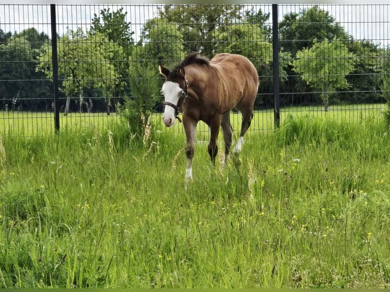 American Quarter Horse Stute  150 cm Brauner in Pottenstein