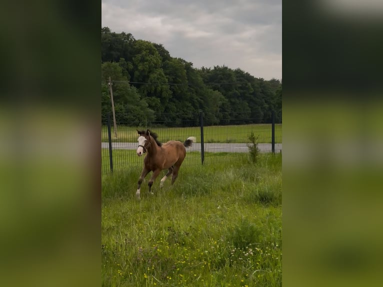 American Quarter Horse Stute  150 cm Brauner in Pottenstein