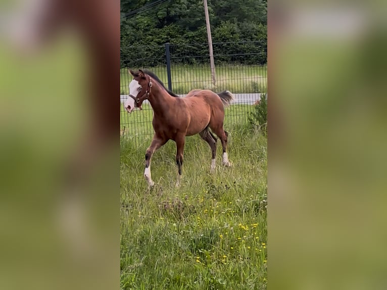 American Quarter Horse Stute  150 cm Brauner in Pottenstein
