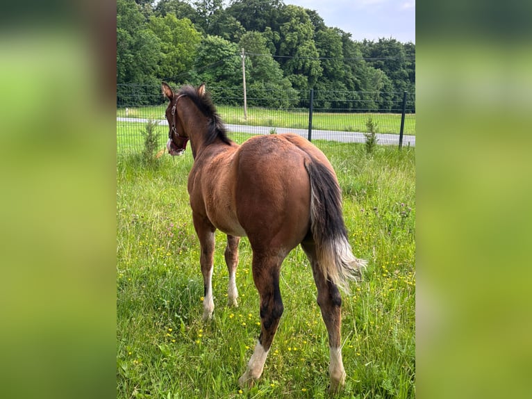 American Quarter Horse Stute  150 cm Brauner in Pottenstein