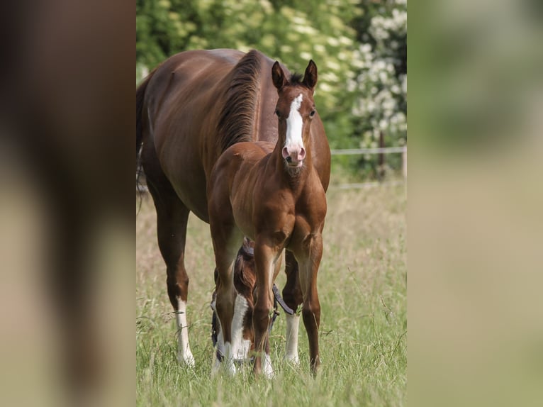 American Quarter Horse Stute Fohlen (06/2025) 150 cm Brauner in Celle