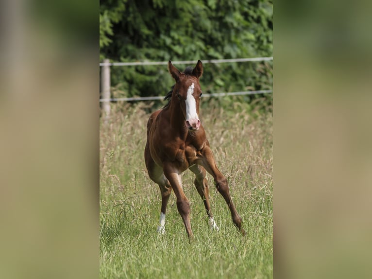 American Quarter Horse Stute  150 cm Brauner in Celle