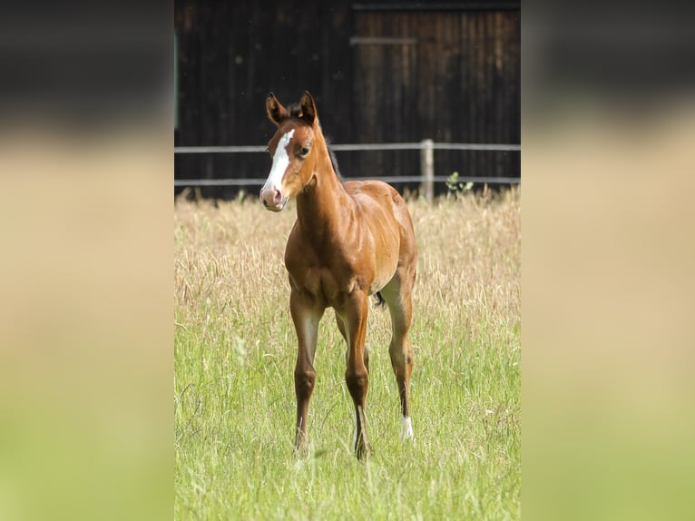 American Quarter Horse Stute Fohlen (06/2025) 150 cm Brauner in Celle