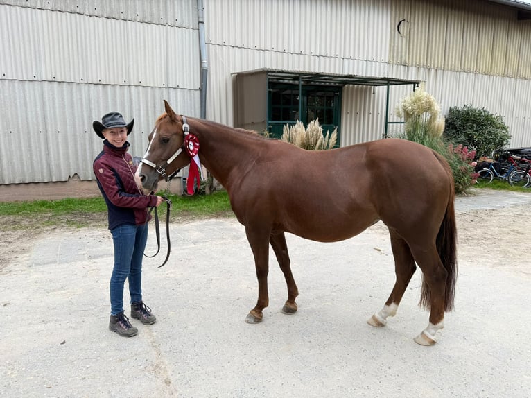 American Quarter Horse Stute Fohlen (03/2025) 150 cm Brauner in Kindelbr&#xFC;ck