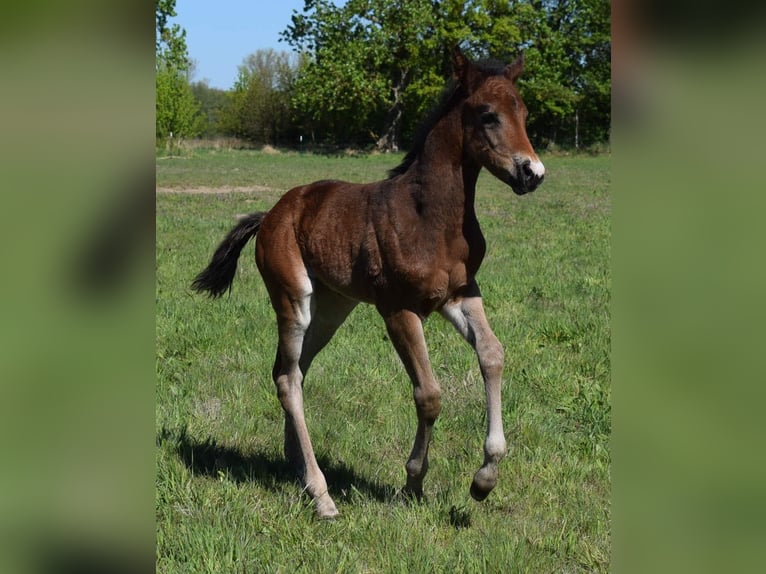 American Quarter Horse Stute  150 cm Brauner in Neustadt Dosse