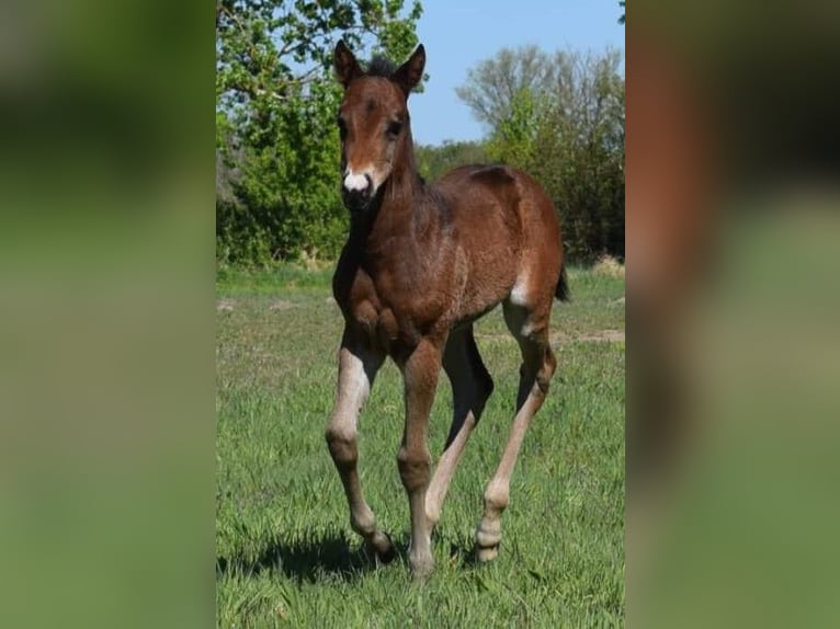 American Quarter Horse Stute  150 cm Brauner in Neustadt Dosse