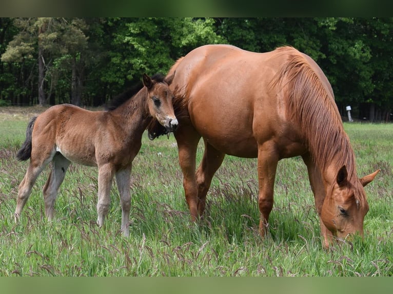 American Quarter Horse Stute  150 cm Brauner in Neustadt Dosse