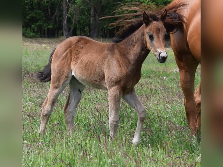 American Quarter Horse Stute  150 cm Brauner in Neustadt Dosse