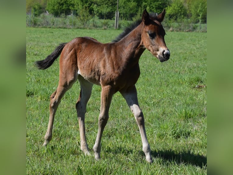 American Quarter Horse Stute  150 cm Brauner in Neustadt Dosse