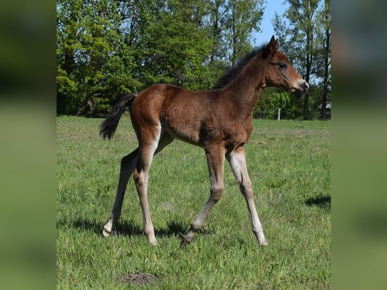 American Quarter Horse Stute  150 cm Brauner in Neustadt Dosse
